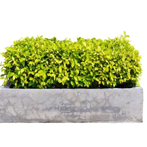 Ficus,Altissima,Tree,In,Concrete,Planter,Isolated,On,White,Background